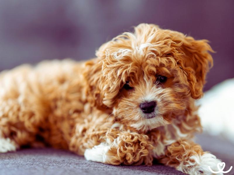Psi-plemeno-cavapoo (15)